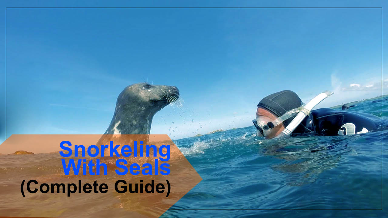Snorkeling With Seals